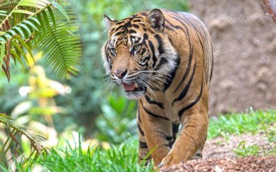 The Tiger’s Trail – Itinerary Explained | India Tourism
