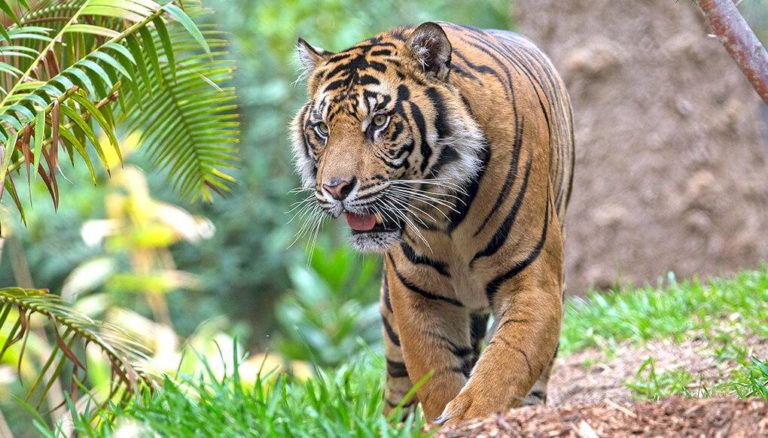 The Tiger’s Trail – Itinerary Explained | India Tourism